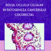 Rolul ciclului celular în patogeneza cancerului colorectal
