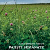 Pajiști semănate